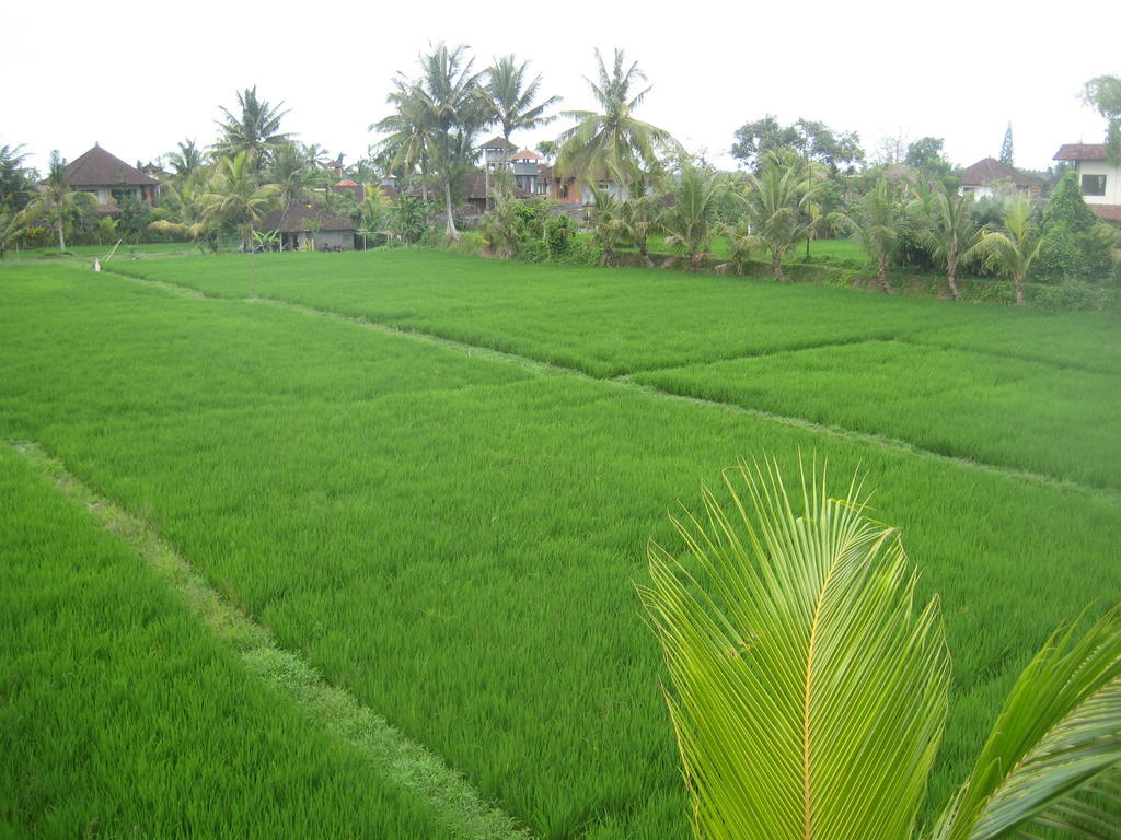 The Happy Mango Tree Vandrarhem Ubud Exteriör bild